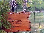 Bona Sorte